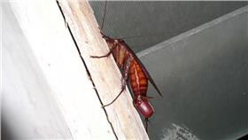 蟑螂、小強、滅蟑、蟑螂蛋、蟑螂卵鞘／flickr－Swaminathan／https://www.flickr.com/photos/araswami/914957623/in/photolist-2oVFcw-Dx8Yd-2oRp2r-4CNtn1-4CJbAg-bwj9Kv-5WjyD8-gkL76P-gkKBhP-gkL7dc-a2tT3W-gkKzZi-gkKqGj-8g21Bb-fV4RNg-4xaiji-fmSghj-roS1Wt-kED8V-7Kzoo2-fV5kwR-9wgtn3-a2xMXK-a2AFsj-a2AF8W-qs9HsP-KCMF3-gto8p6-7Kzof6-B6UvU-7KDkds