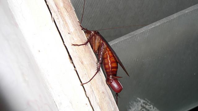 蟑螂蛋最多一次孵50隻 專家曝3招讓牠絕種