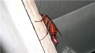 蟑螂蛋最多一次孵50隻 專家曝3招讓牠絕種