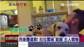 毛小孩闖禍求原諒　使出最萌道歉法