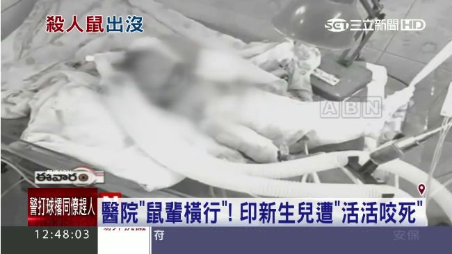 老鼠竟爬進保溫箱「活活咬死」新生兒