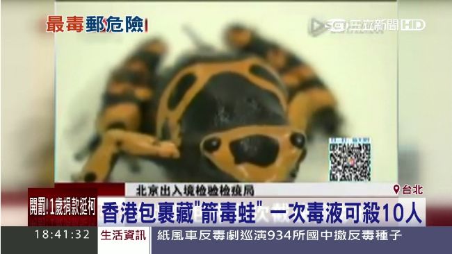 香港包裹藏「箭毒蛙」 毒液可殺十人