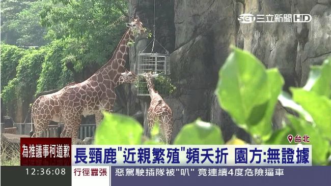 亂倫？長頸鹿疑因近親繁殖釀「早死」