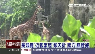 亂倫？長頸鹿疑因近親繁殖釀「早死」