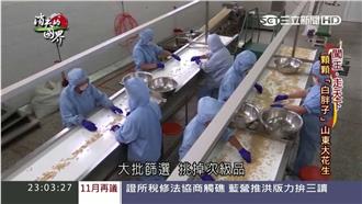 台灣人到山東養高級花生　銷售全世界