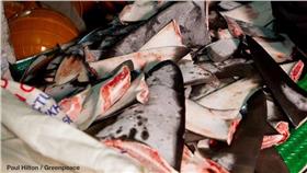 鯊魚鰭　圖／翻攝自《綠色和平》臉書