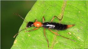 隱翅蟲
翻攝ｆｌｉｃｋｒ
https://www.flickr.com/search/?text=%E6%A9%9F%E8%BB%8A&license=4%2C5%2C6%2C9%2C10