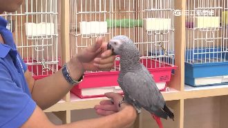 寵物鸚鵡智商高　遭冷落抓傷飼主頻傳