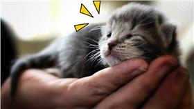 貓,妙來,法號,皈依,覺禹法師▲圖／攝影者echoe69, flickr CC License 
https://www.flickr.com/photos/73712167@N00/8760741968/in/photolist-ema6nj-byiEjf-9dnGEj-rbBjUt-detGGk-cEj9Z-qy9n2U-cjYsf3-e4r9mP-6mQD4g-8rWBJ6-wjVDkr-7K7JhE-qvrcVP-5QAC5q-h2ttrR-h2sMkt-h2trUk-82JeJr-qTz8Ue-qBgUwF-qBaN8b-pWJ1Mo-qB9Fuw-94Fi1k-d258cA-d254ib-aGCake-5avt38-eY34Qc-fbfFeq-hpBuQn-hbxVDu-eXjmTx-eXvKwh-eXvBy9-eXvB95-e4qhrk-e4vPjU-e4vqzh-e4vqk7-8Z6hSb-8Z65C7-nDZ7Z4-bEn1L5-cWxrLU-5JVdqi-hbz7jx-hbxPKo-bTgJ7X