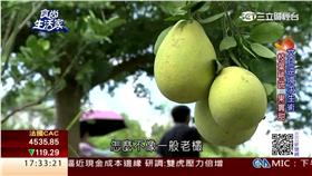 翻攝食尚生活家
柚子
