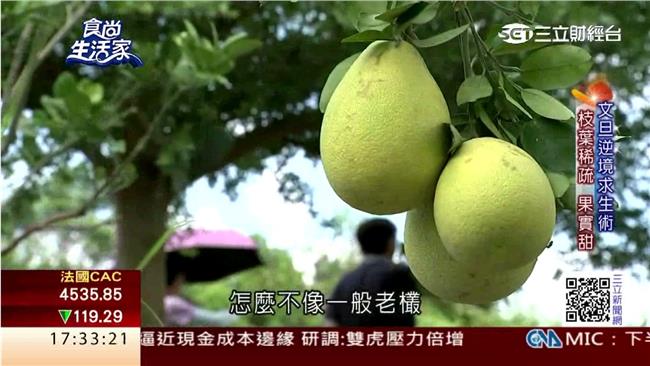 郭家種柚傳百年　挑柚越「小」越好吃