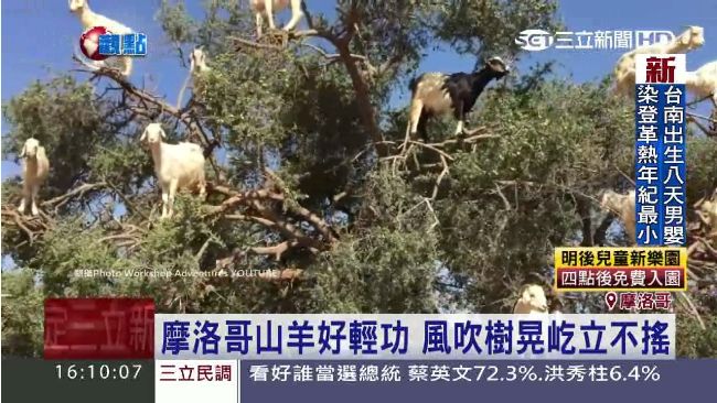 好功夫！摩洛哥山羊站樹上成奇景