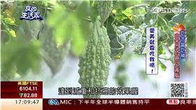 食尚生活家／花蓮有機山苦瓜　天然胰島素李登輝驚嘆