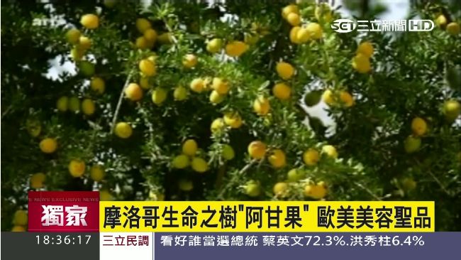 美容聖品　摩洛哥「阿甘果」夯到台灣
