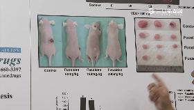 必)褐藻新文獻0900