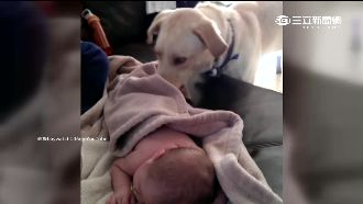 忠犬護主　貼心幫小貝比蓋棉被