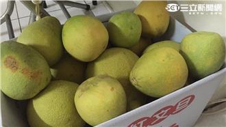 麻豆文旦產量減3成　每台斤飆破百元