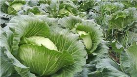 蔬菜,杜鵑颱風,價錢,農作物,市場
圖／翻攝自百度百科