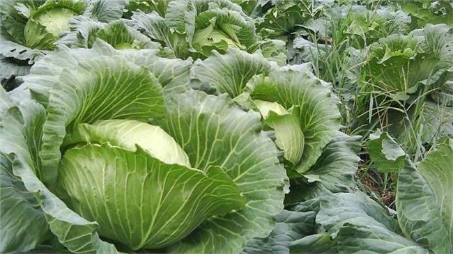 菜價高漲飆6成　政府：回穩等一個月
