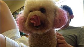 狗,天使,紅貴賓,怪病,獸醫,毛小孩,蕊蕊▲圖／記者蔡炆璇攝