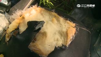 校園驚見割座墊怪客　兇手竟然是牠