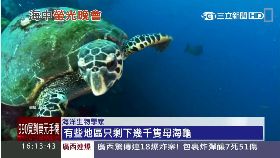 海龜發螢光1600