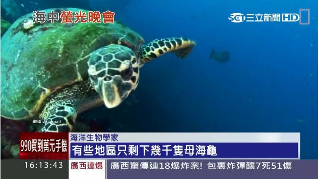 罕見雙色螢光海龜現身　宛如太空飛船