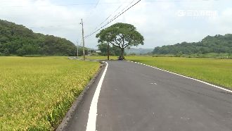 路名票選莊肖維？苗版伯朗大道要擲筊