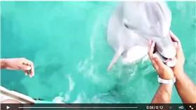 海豚、手機（取自泰瑞莎臉書https://www.facebook.com/teressaceee?ref=ts&fref=ts）