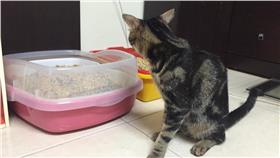 貓砂盆