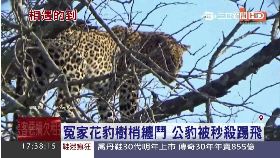 T 豹樹梢纏鬥1700