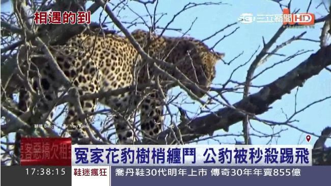 決鬥吧！花豹在樹上纏鬥　下一秒傻眼