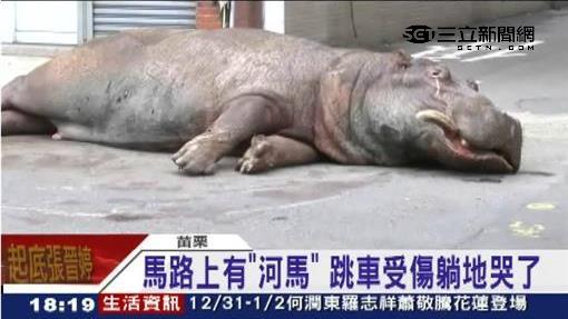 天馬免罰錢！法官：無法證明虐待阿河