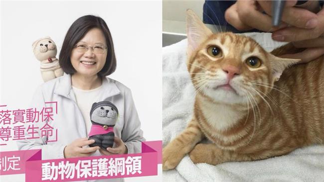 小英曬萌貓照　提動保政策照顧毛小孩