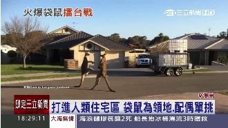 開車驚見「袋鼠單挑」　火爆對打全錄