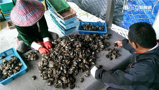 黃西田頂大浪　為了一窺鮑魚真面目