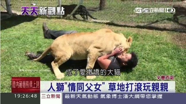 是真愛！墨國母獅見養父　熱情討抱抱