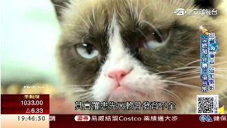毛小孩吸金有方　臭臉貓2年賺30億