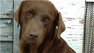 女子車禍回天乏術　嫌犯竟是隻「狗」