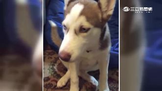 哈士奇撒嬌萌翻天　說英文技驚網友