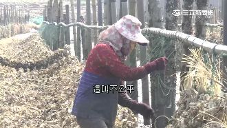 工業區限縮漁權！蚵農哭災後領嘸補助