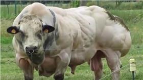 發達的肌肉是藍白花牛的特色