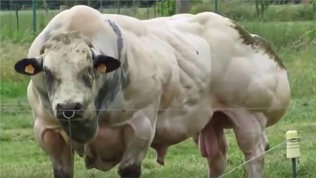 牛界「巨石強森」　不用練就一身肌肉