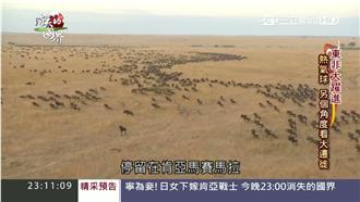 大遷徙！「馬拉河之渡」想活命像抽籤