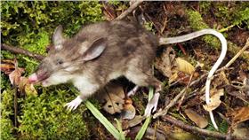 豬鼻鼠（youtube）