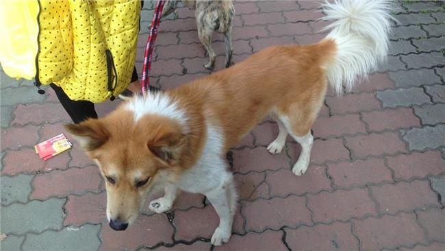 縱犬咬貓致死　飼主毀屍稱：物競天擇