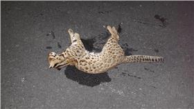 石虎 圖/翻攝自三義鄉鯉魚社區發展協會臉書