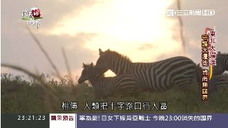 草原領頭馬！原來斑馬線是這樣來的