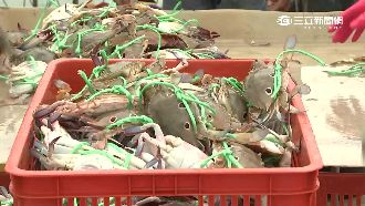 萬里蟹超夯　每艘漁船日賺15萬元