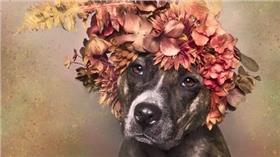 比特犬（Dailymail）